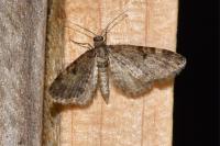 Eupithecia tantillaria