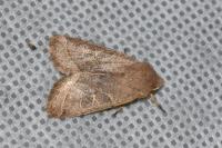 Orthosia cerasi