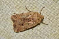 Conistra rubiginea