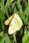 Opisthograptis luteolata
