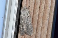 Lithophane ornitopus