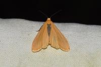 Wittia sororcula