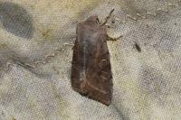 Orthosia incerta
