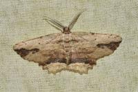 Menophra abruptaria