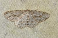 Ectropis crepuscularia