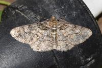 Cleora cinctaria