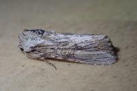 Egira conspicillaris
