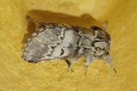 Drymonia ruficornis