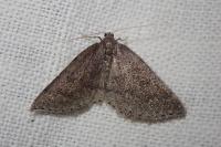 Aleucis distinctata