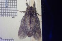 Peridea anceps
