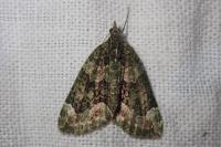 Chloroclysta siterata