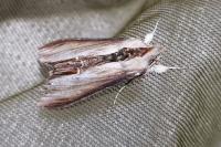 Cucullia verbasci
