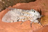 Cerura vinula
