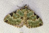 Colostygia pectinataria