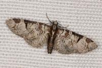 Eupithecia insigniata