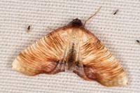 Plagodis dolabraria