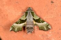Proserpinus proserpina