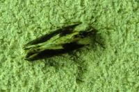 Egira conspicillaris