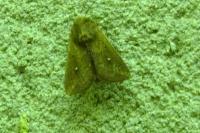 Mythimna albipuncta