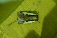 Ochropleura plecta
