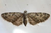 Eupithecia dodoneata