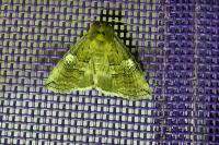 Tethea ocularis