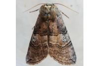 Tethea ocularis