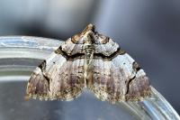 Anticlea derivata