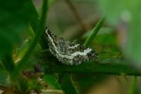 Epirrhoe alternata