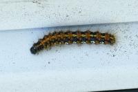 Euplagia quadripunctaria