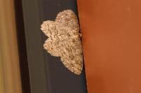 Ectropis crepuscularia