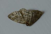 Ectropis crepuscularia