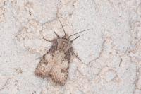 Agrotis puta