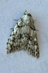 Nola cicatricalis