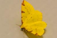 Opisthograptis luteolata