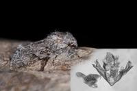 Acronicta euphorbiae