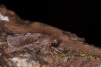 Cerastis rubricosa