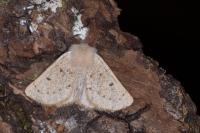 Dyscia lentiscaria