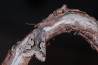 Perigrapha i-cinctum gepida