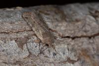 Spudaea ruticilla