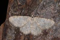 Charissa mucidaria