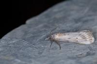 Megasis rippertella