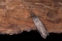 Seeboldia korgosella