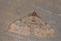 Rheumaptera cervinalis barbuti