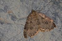 Triphosa dubitata