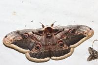 Saturnia pyri