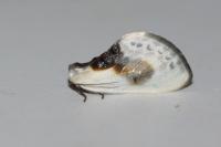 Cilix glaucata