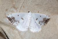 Lomographa temerata