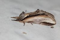 Pheosia tremula