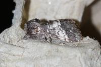 Drymonia ruficornis